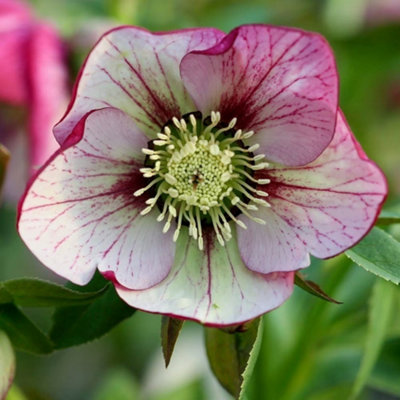 B&Q -  Harvington Picotee Lenten Rose Hellebore Perennials Flowering Plants 2L Pot