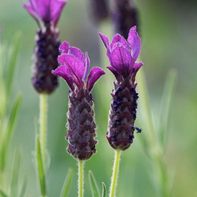 Primrose Lavandula Regal Splendour French Lavender 2 Litre Pot Shrub Plant from B&Q