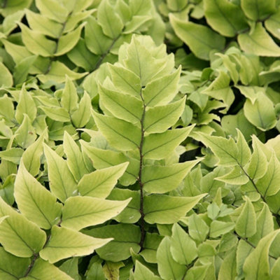 Plant Theory Fortune's Fern Cyrtomium Fortunei Hardy Outdoor Ferns Jungle Plant 2L Pot from B&Q