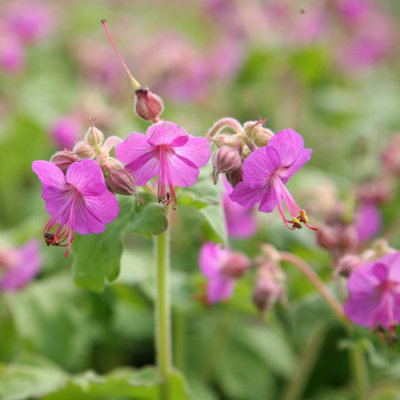Primrose Geranium Macrorrhizum Balkan Cranesbill 9Cm Pot Perennial Plant from B&Q
