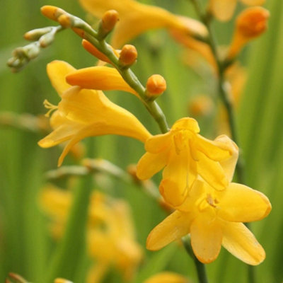 Plant Theory George Davison Montbretia Perennials Flowering Plants Crocosmia 2L Pot from B&Q