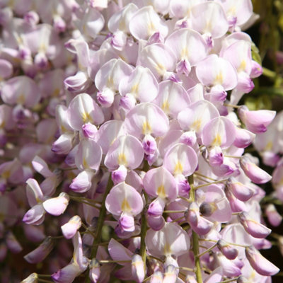 Plant Theory Wisteria Floribunda Kuchi-Beni Wisteria Pink Climbing Plant 80-100Cm Cane 3L Pot from B&Q