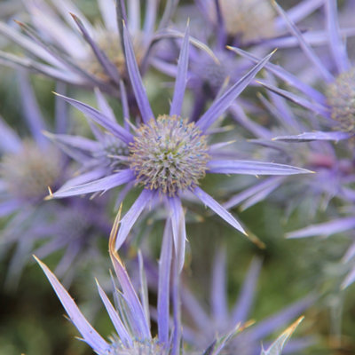 B&Q -  Picos Amethyst Sea Holly Perennials Flowering Plants Eryngium Bourgatii 2L Pot