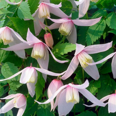 Plant Theory Clematis Pink Flowering Vine Climbing Plant 60Cm Cane 3L Pot from B&Q