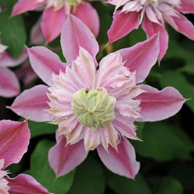 B&Q -  Clematis Josephine Pink Flowering Vine Climbing Plant 60Cm Cane 3L Pot