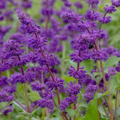 Plant Theory Purple Rain Balkan Clary Meadow Sage Perennials Flowering Plants Salvia 2L Pot from B&Q