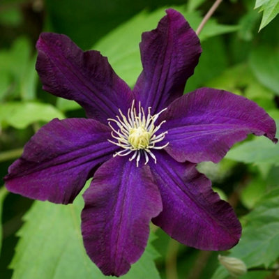 B&Q -  Clematis Romantika Burgandy Flowering Vine Climbing Plant 60Cm Cane 3L Pot
