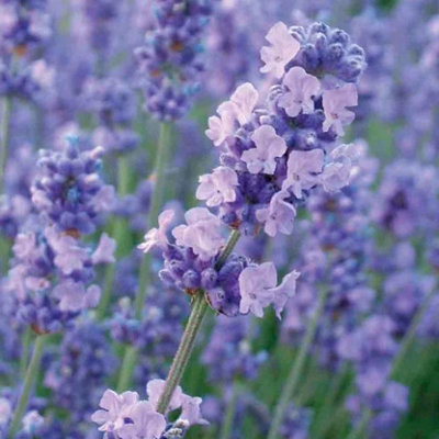 Plant Theory Melissa Lilac Lavender Shrub Plant Lavandula Angustifolia 2L Pot from B&Q
