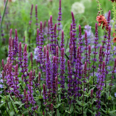 Plant Theory Caradonna Balkan Clary Meadow Sage Perennials Flowering Plants Salvia 2L Pot from B&Q
