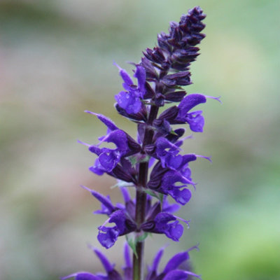Plant Theory Viola Klose Salvia Sage Perennials Flowering Plants Salvia X Sylvestris 2L Pot from B&Q