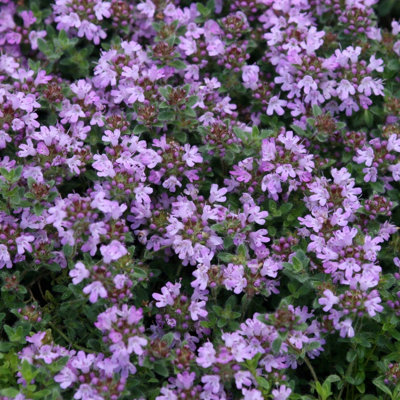 Primrose Thyme Pseudolanuginosus Herb Plant Thymus Polytrichus 9Cm Pot from B&Q