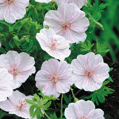 B&Q -  Striatum Striped Bloody Cranesbill Perennials Flowering Plants Geranium 2L Pot