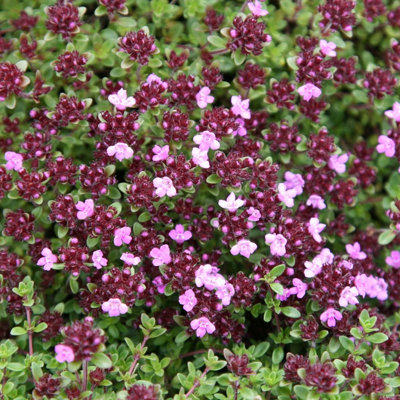 Primrose Thyme Herb Plant Thymus Coccineus Group 9Cm Pot from B&Q