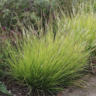 Plant Theory Moor Grass Sesleria Autumnalis Outdoor Ornamental Plant 2L Pot from B&Q