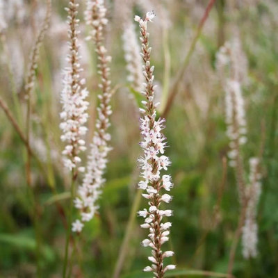 Plant Theory Alba Persicaria Perennials Flowering Plants Bistorta Amplexicaulis 2L Pot from B&Q