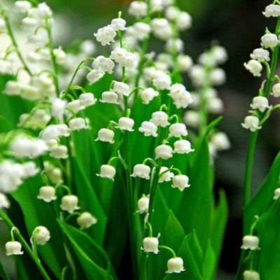 Primrose Convallaria Majalis Lily-Of-The-Valley 9Cm Pot Perennial Plant from B&Q