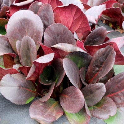 Plant Theory Overture Elephant's Ears Perennials Flowering Plants Bergenia 2L Pot from B&Q