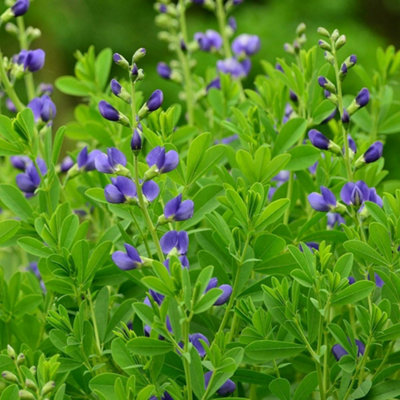 Primrose Baptisia Australis False Indigo 9Cm Pot Perennial Plant from B&Q
