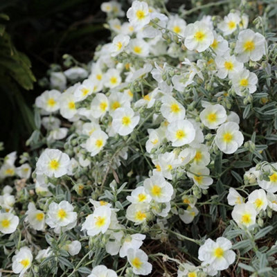 Primrose Helianthemum The Bride Rock Rose 9Cm Pot Alpine Perennial Plant from B&Q