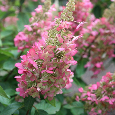 Plant Theory Pinky-Winky Outdoor Shrub Plant Hydrangea Paniculata Flowering Plants 2L Pot from B&Q