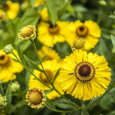 Plant Theory The Bishop Sneezeweed Perennials Flowering Plants Helenium 2L Pot from B&Q