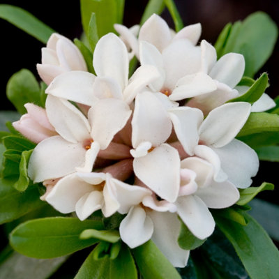 Plant Theory Eternal Fragrance Daphne Shrub Plant Daphne X Transatlantica 2L Pot from B&Q