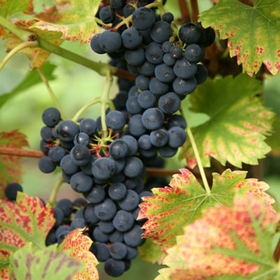 Plant Theory Black Grape Regent Fruit Bush Vitis Vinifera Shrub Vine Plant 2L Pot 60Cm from B&Q