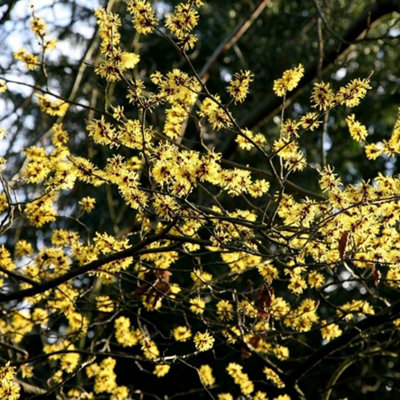 Plant Theory Arnold Promise Witch Hazel Shrub Plant Hamamelis Intermedia 10L Pot 60Cm100Cm from B&Q