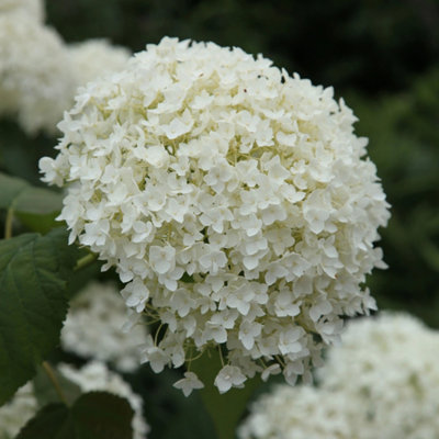 B&Q -  Annabelle Sevenbark Shrub Plant Hydrangea Arborescens 12L Pot 80Cm100Cm