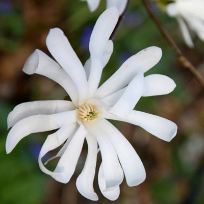 Plant Theory Star Magnolia Shrub Plant Magnolia Stellata 12L Pot 80Cm100Cm from B&Q