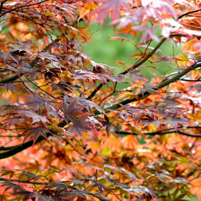 Plant Theory Atropurpureum Japanese Maple Shrub Plant Acer Palmatum 12L Pot 1.0M Grafted from B&Q