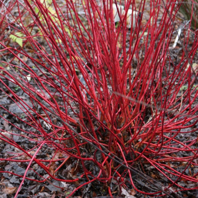Plant Theory Sibirica Red Barked Dogwood Shrub Plant Cornus Alba 12L Pot 1M1.25M from B&Q