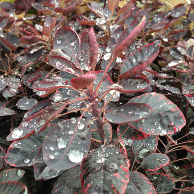 B&Q -  Royal Purple Smoke Bush Shrub Plant Cotinus Coggygria 12L Pot 1M1.25M