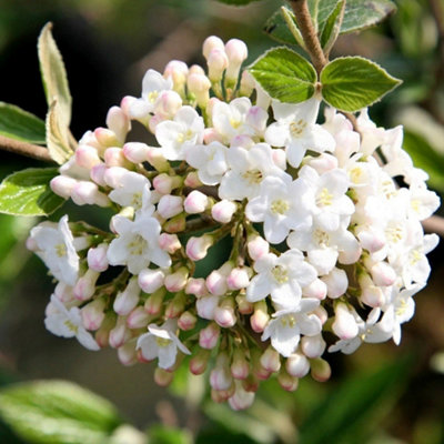 Plant Theory Shrub Plant Viburnum X Burkwoodii 12L Pot 80Cm100Cm Grafted from B&Q