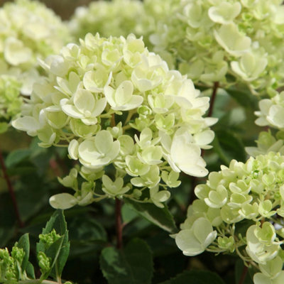 Plant Theory Bombshell Outdoor Shrub Plant Hydrangea Paniculata Flowering Plants 2L Pot from B&Q