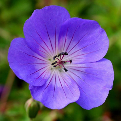 Plant Theory Rozanne Cranesbill Perennials Flowering Plants Geranium 2L Pot from B&Q