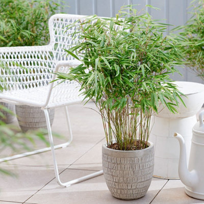 Plant Theory Dragon Head Bamboo Fargesia Rufa Outdoor Plant 1M1.2M Tall 5 Litre Pot from B&Q