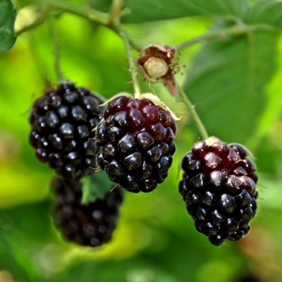 Plant Theory Boysenberry Fruit Bush Rubus Fruiting Berry Shrub Plant 3L Pot from B&Q