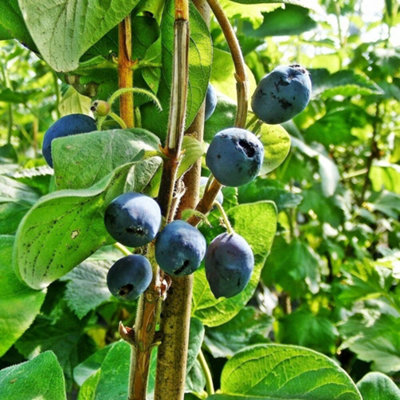 Plant Theory Honeysuckle Honeyberry Boreal Beauty Fruit Bush Lonicera Shrub Plant 3L Pot