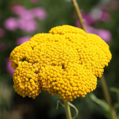 Primrose Achillea Filipendulina Cloth Of Gold Yarrow 9Cm Pot Perennial Plant from B&Q