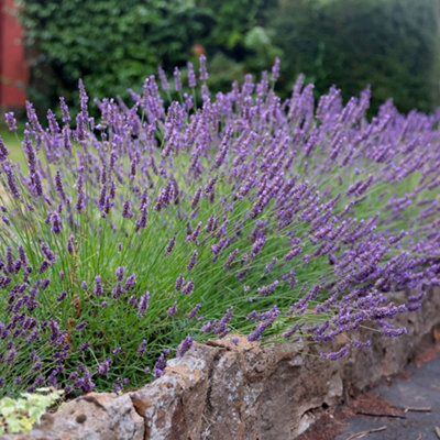 B&Q -  Lavandula X Intermedia Grosso Lavender 9Cm Pot Shrub Plant