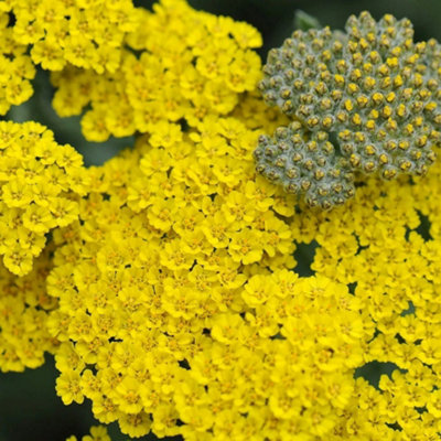 Primrose Yellow/Light Achillea Moonshine Yarrow Pot Perennial Plant 9Cm