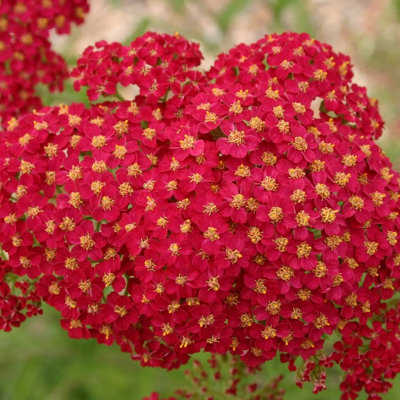 Primrose Achillea Millefolium Red Velvet Common Yarrow 9Cm Pot Perennial Plant from B&Q