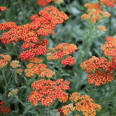 Primrose Achillea Walther Funcke Yarrow 9Cm Pot Perennial Plant from B&Q