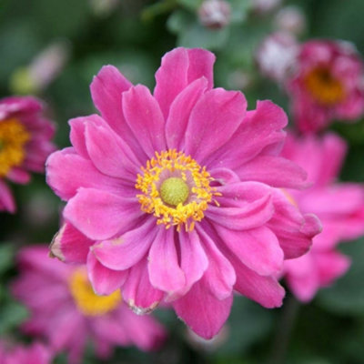 Primrose Anemone Hupehensis Japonica Pamina Japanese Anemone 9Cm Pot Perennial Plant from B&Q