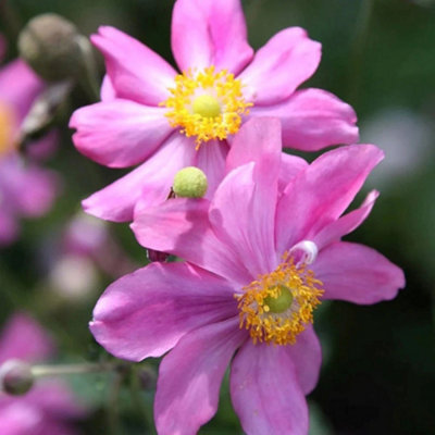 Primrose Anemone Hupehensis Japonica Prinz Heinrich Japanese Anemone 9Cm Pot Perennial Plant from B&Q