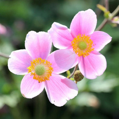Primrose Anemone X Hybrida September Charm Japanese Anemone 9Cm Pot Perennial Plant from B&Q