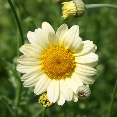 Primrose Anthemis Tinctoria Sauce Hollandaise Dyers Chamomile 9Cm Pot Perennial Plant from B&Q