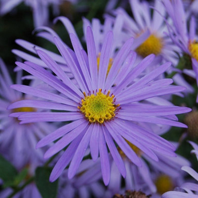 Primrose Aster X Frikartii Mönch Michaelmas Daisy 9Cm Pot Perennial Plant from B&Q