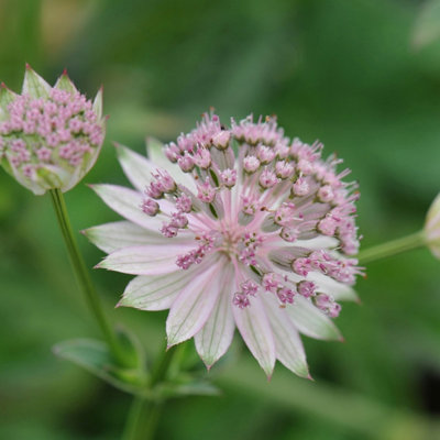 Primrose Astrantia Buckland Masterwort 9Cm Pot Perennial Plant from B&Q